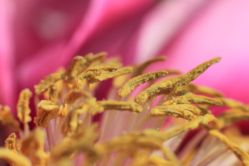 茂原牡丹園の写真 ©TANAKA Juuyoh (田中十洋)(CC BY 2.0)