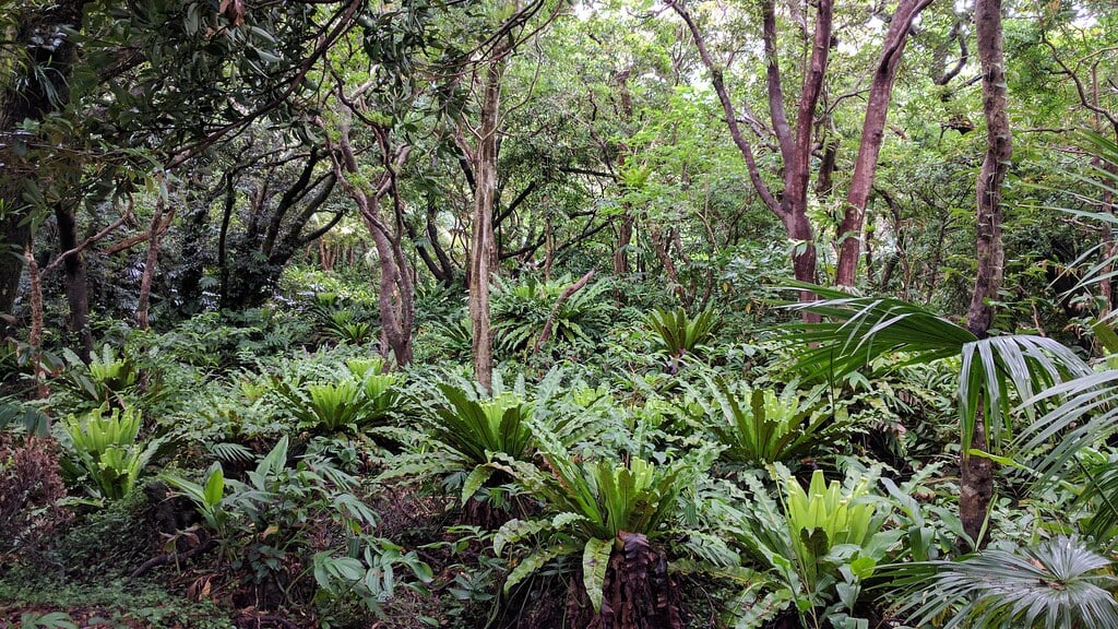 八丈植物公園の写真 ©i-saint(CC BY 2.0)