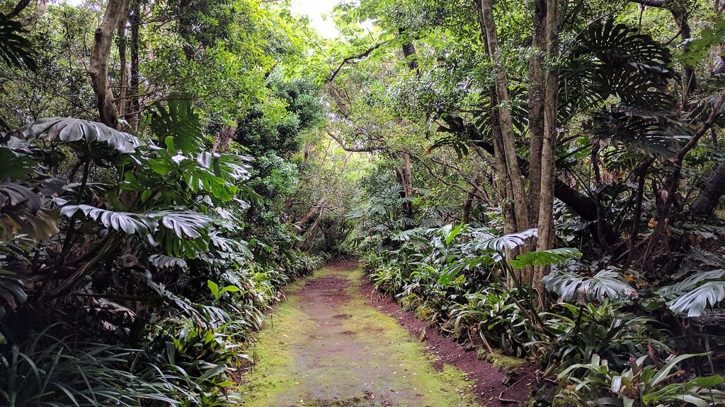 八丈植物公園の写真 ©i-saint(CC BY 2.0)