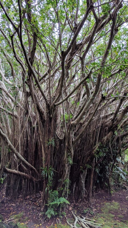 八丈植物公園の写真 ©i-saint(CC BY 2.0)