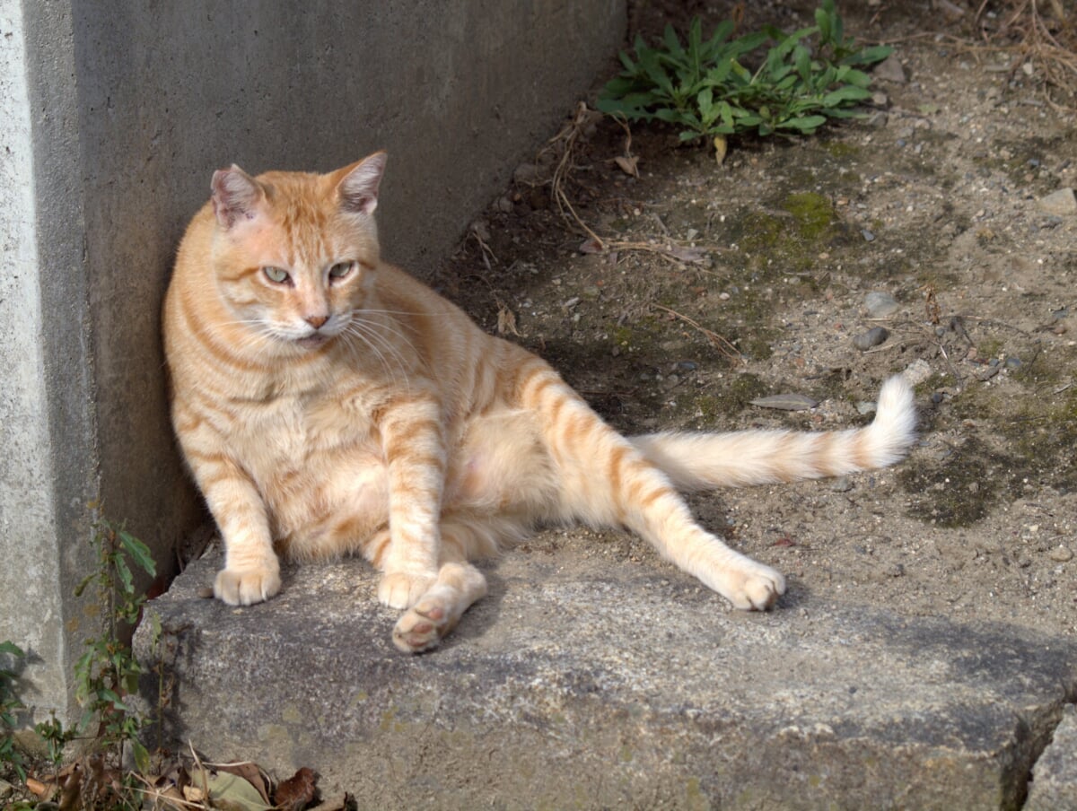 尼崎市農業公園の写真 