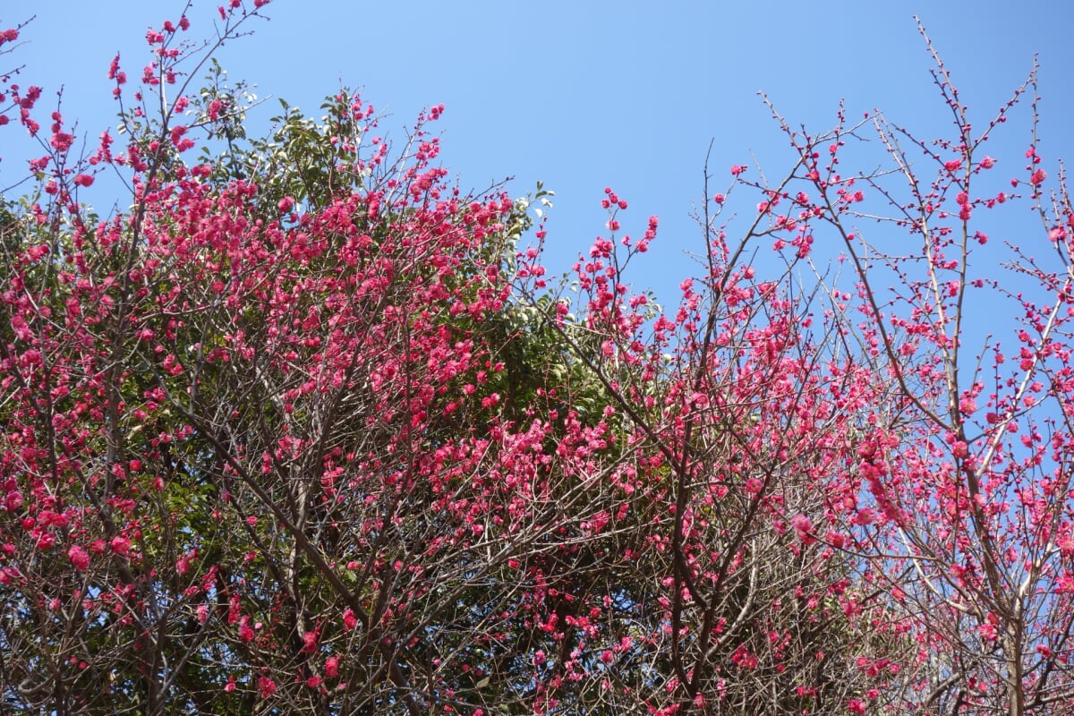 尼崎市農業公園の写真 