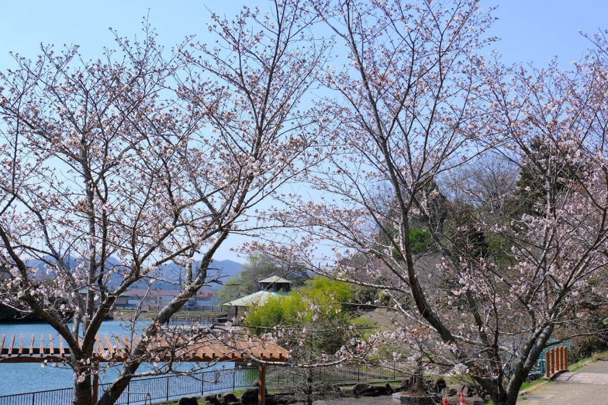 丸山総合公園の写真 