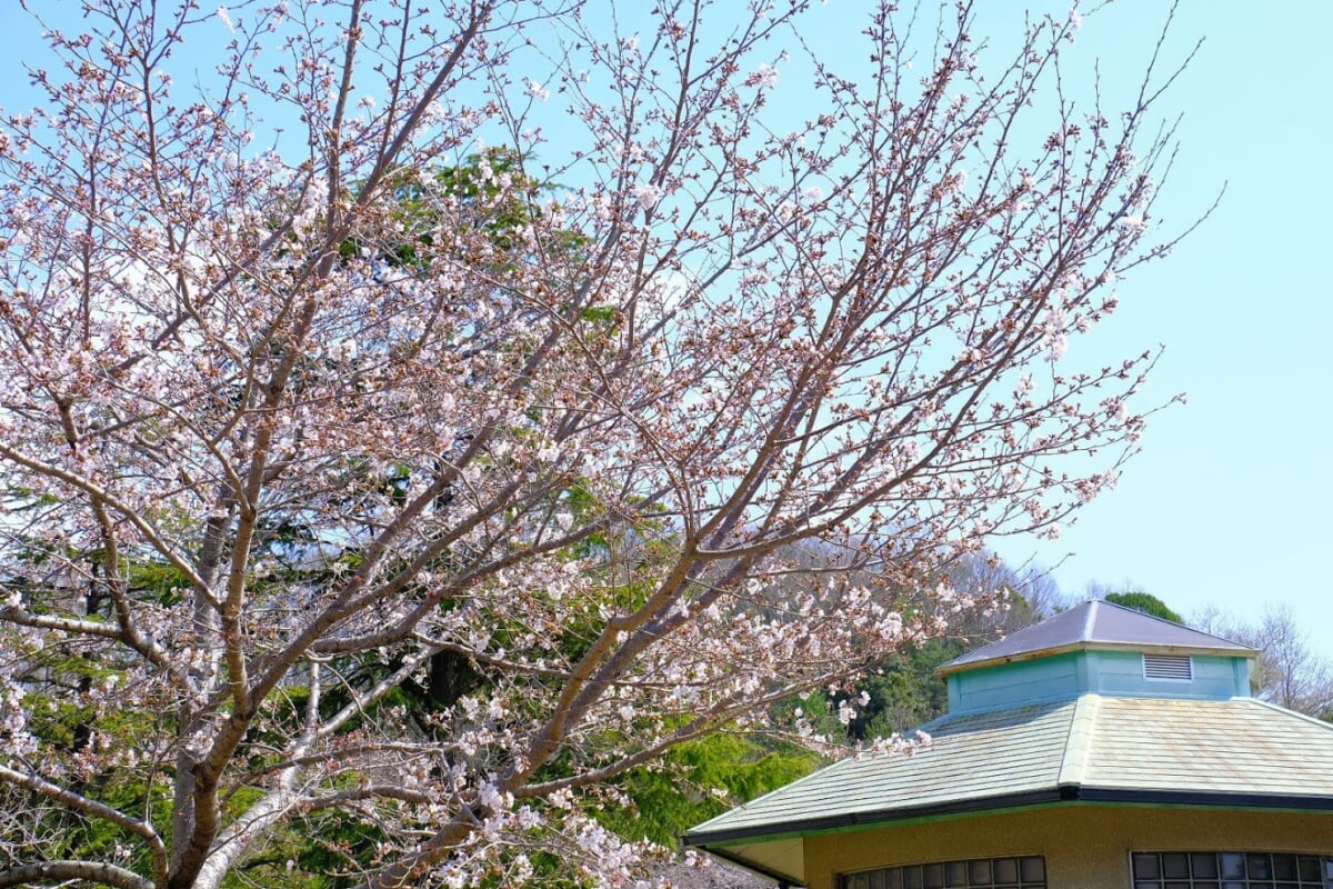 丸山総合公園の写真 