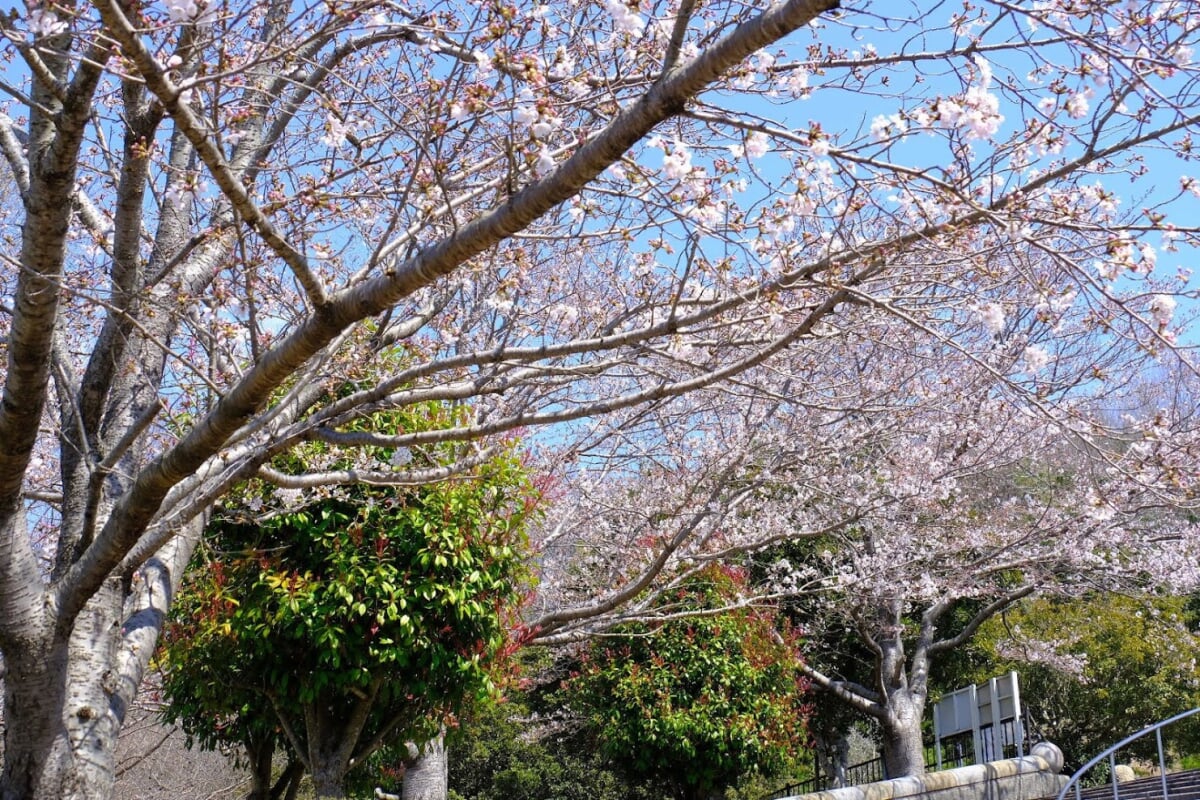 丸山総合公園の写真 