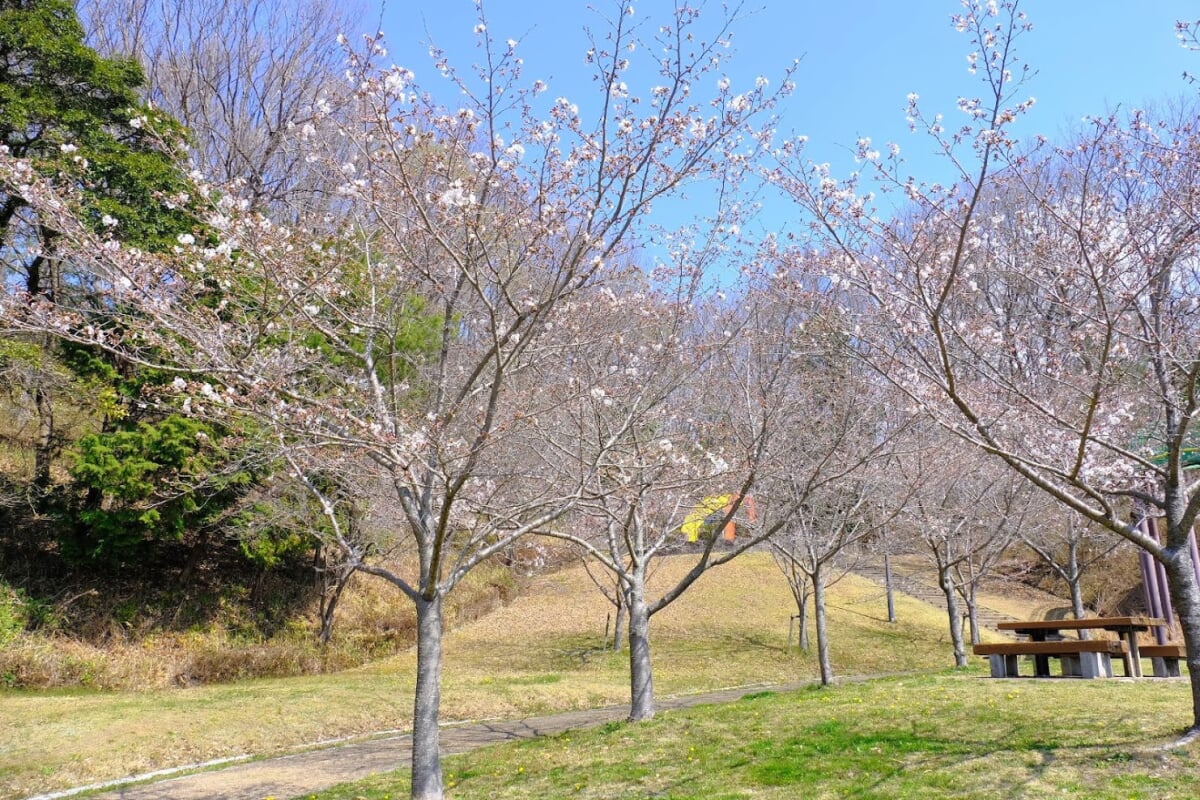 丸山総合公園の写真 