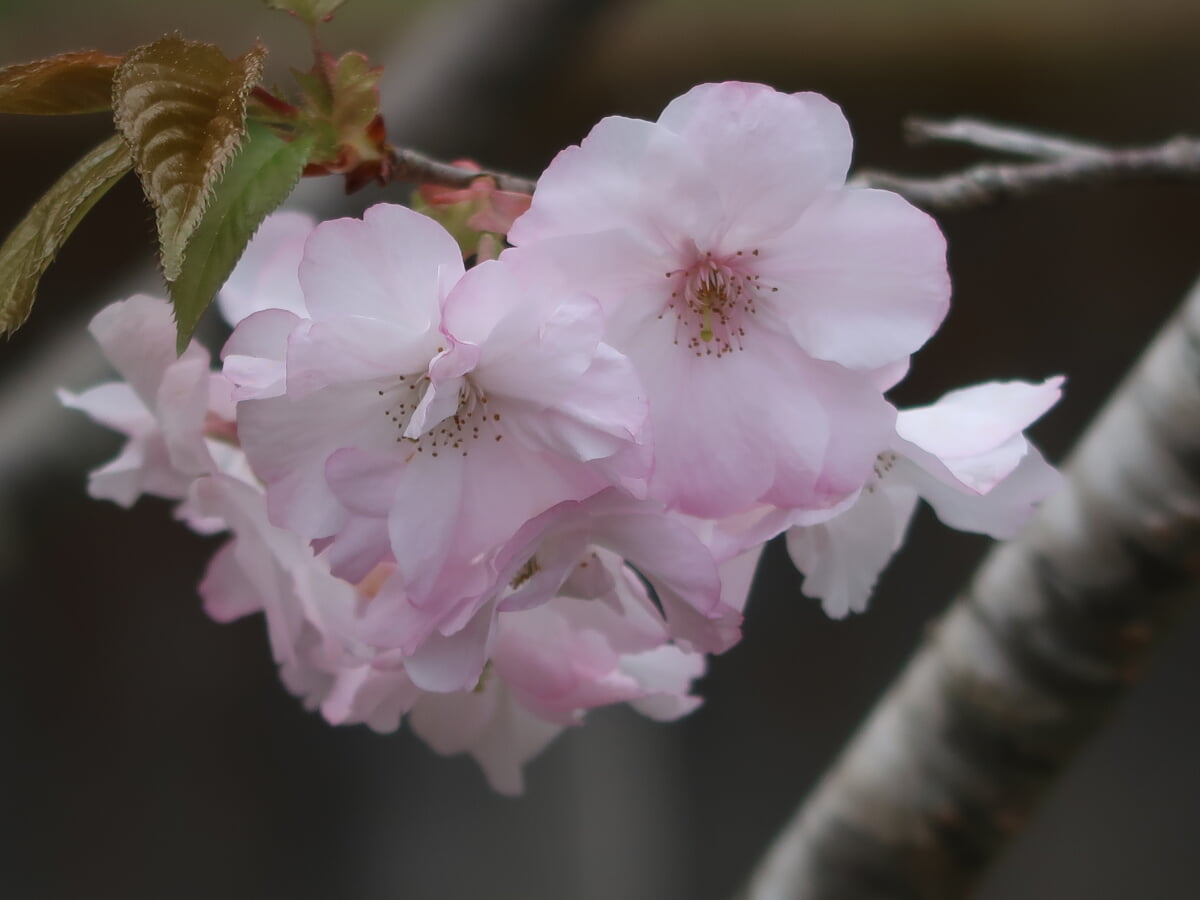 多摩森林科学園の写真 ©Khaaws(CC BY-SA 4.0)