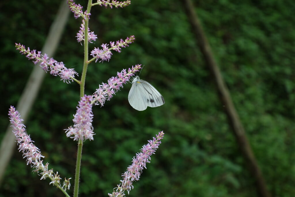 多摩森林科学園の写真 ©hiyang.on.flickr(CC BY 2.0)