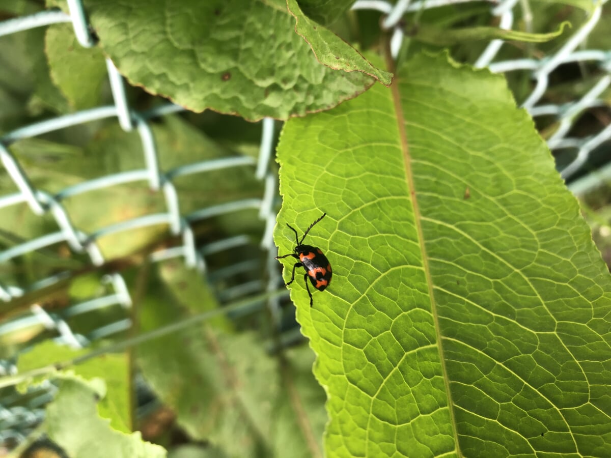 多摩森林科学園の写真 ©Noroi(CC BY-SA 4.0)