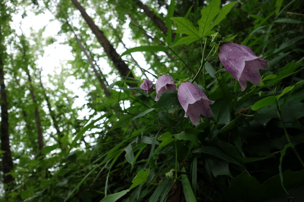 多摩森林科学園の写真 ©hiyang.on.flickr(CC BY 2.0)