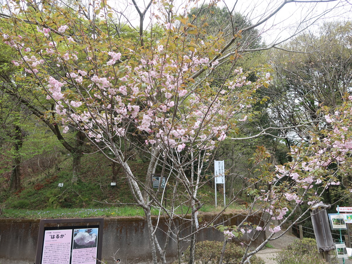 多摩森林科学園の写真 ©Khaaws(CC BY-SA 4.0)