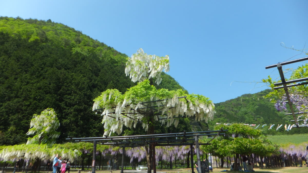 白井大町藤公園の写真 ©Mti(CC BY-SA 4.0)