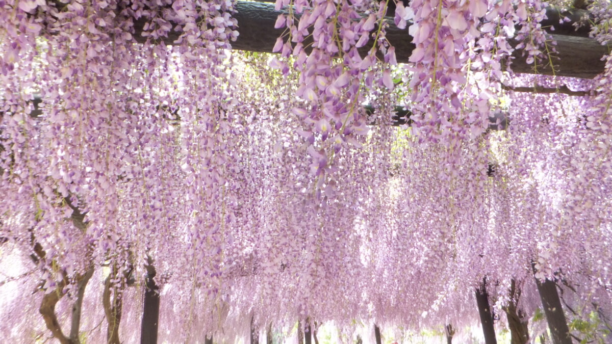 白井大町藤公園の写真 ©Mti(CC BY-SA 4.0)