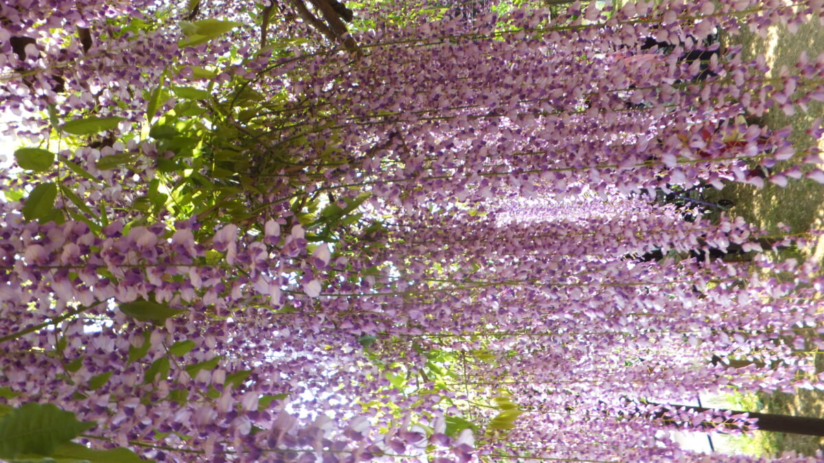 白井大町藤公園の写真 ©Mti(CC BY-SA 4.0)