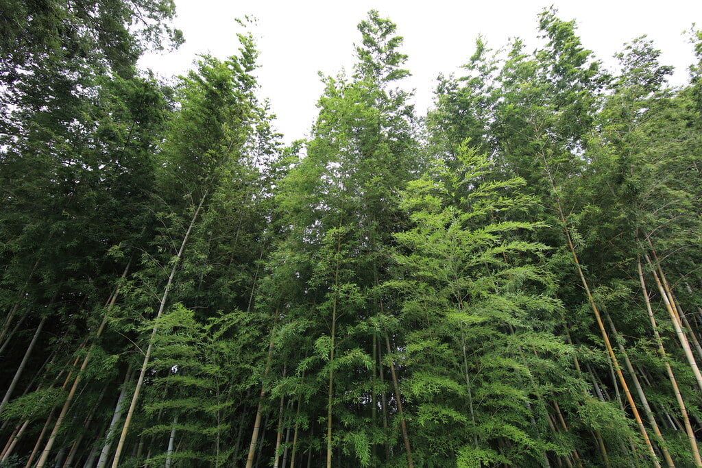 旧河原家住宅の写真 ©TANAKA Juuyoh (田中十洋)(CC BY 2.0)