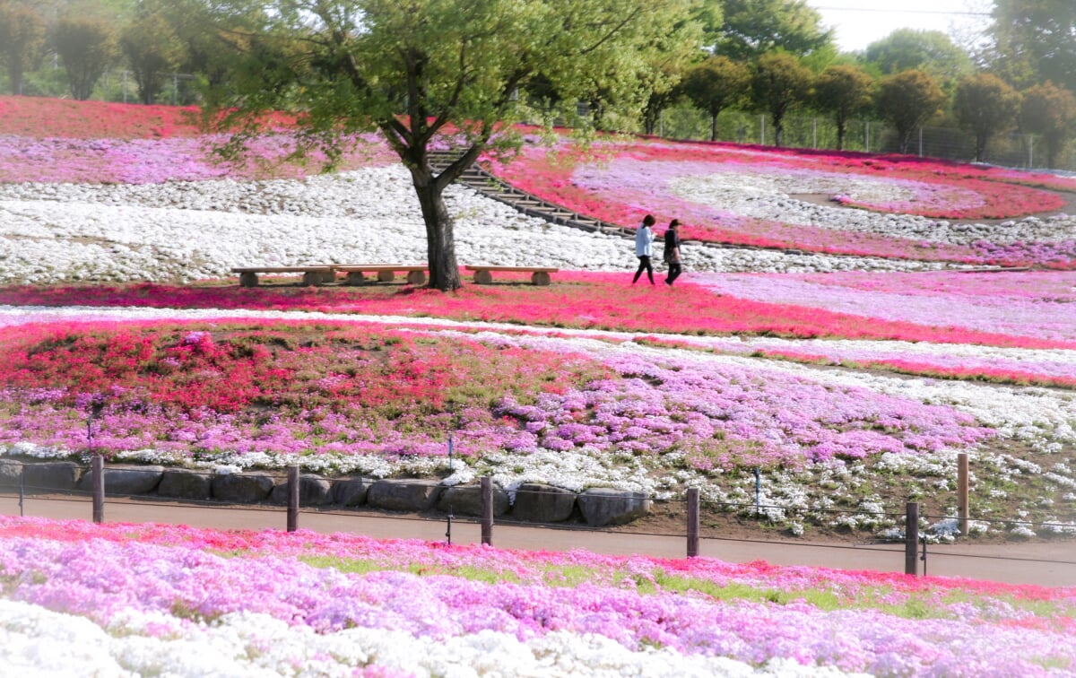 みさと芝桜公園の写真 