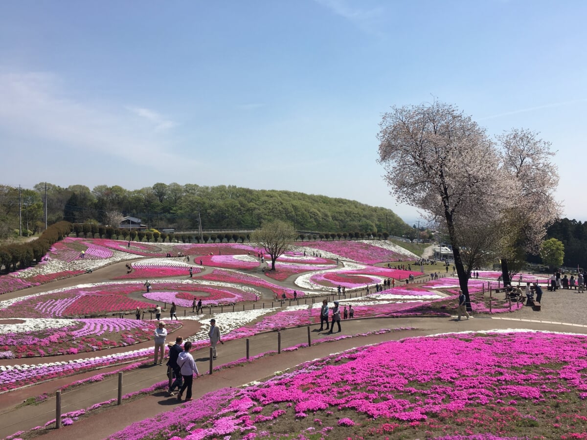 みさと芝桜公園の写真 