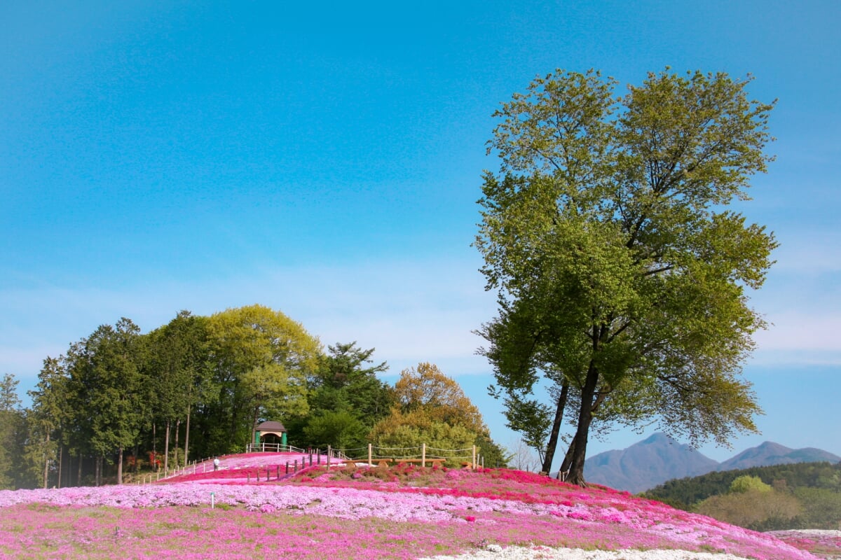 みさと芝桜公園の写真 