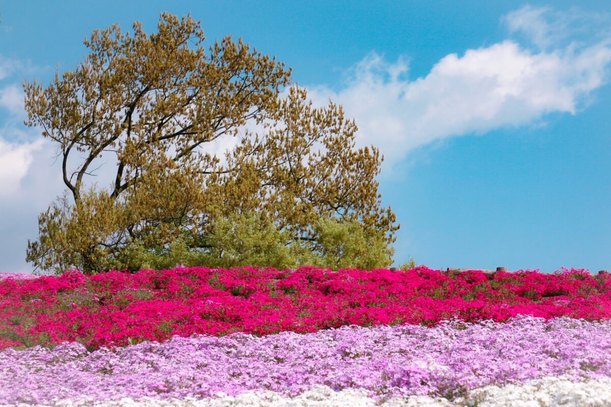 みさと芝桜公園の写真 