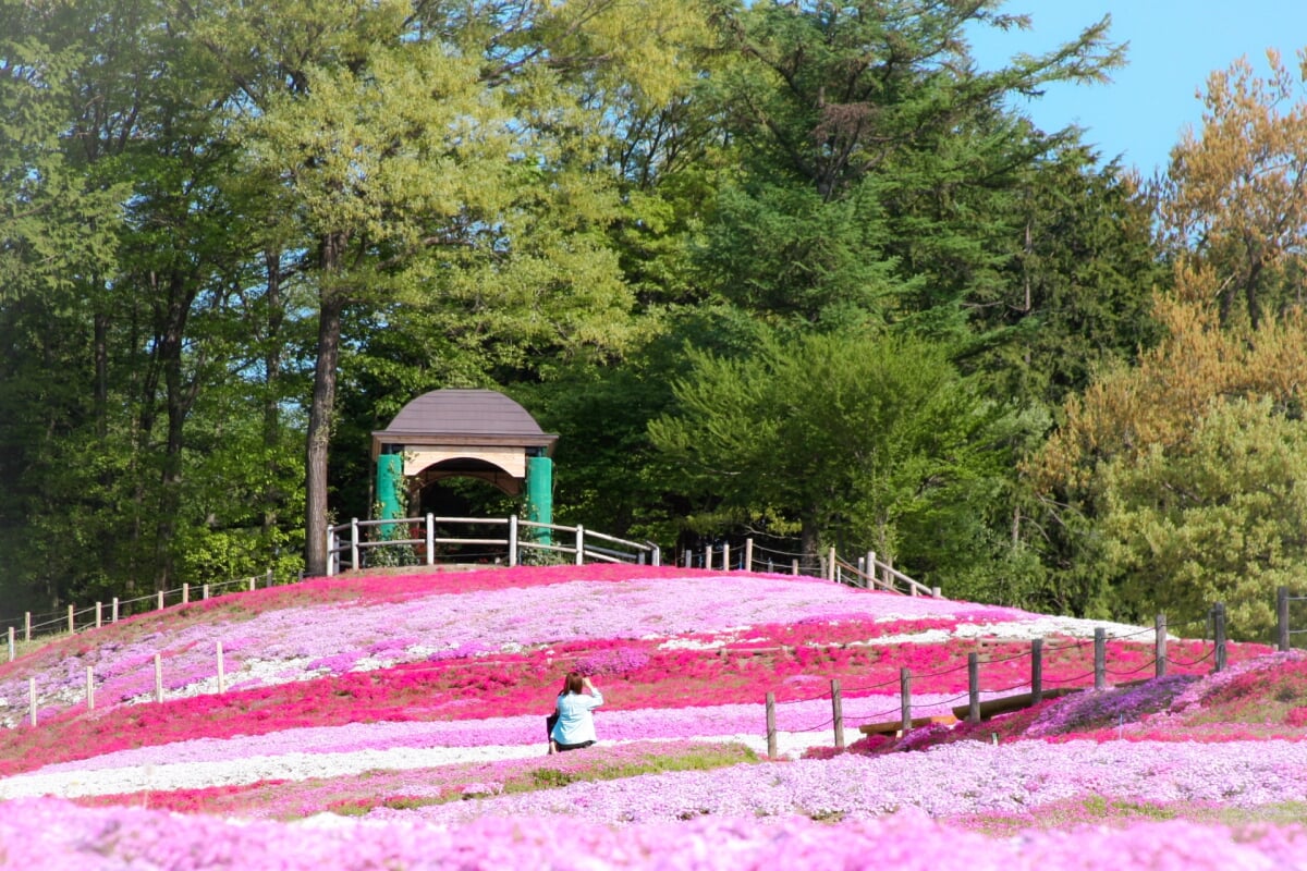 みさと芝桜公園の写真 