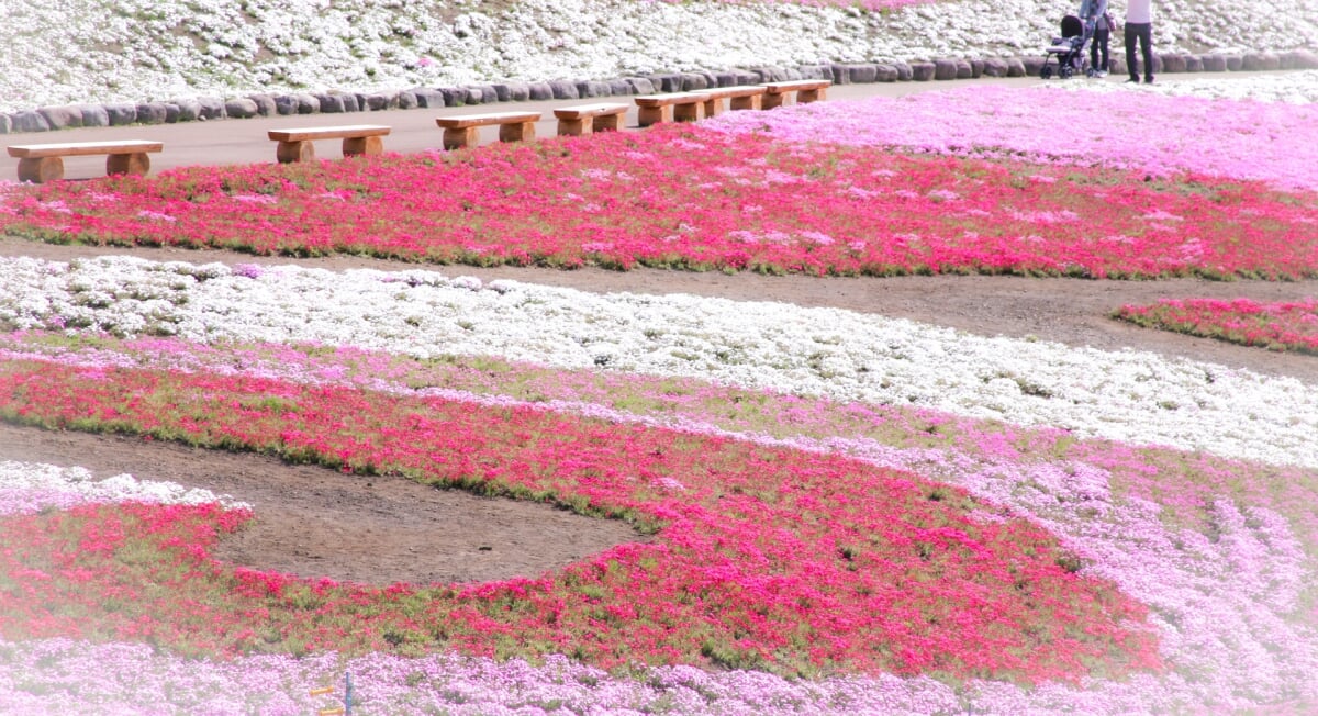 みさと芝桜公園の写真 