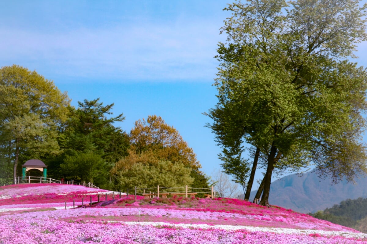 みさと芝桜公園の写真 