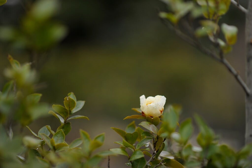 徳川園の写真 ©BONGURI(CC BY-ND 2.0)