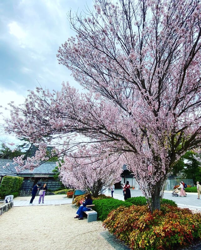 徳川園の写真 ©Kanesue(CC BY 2.0)