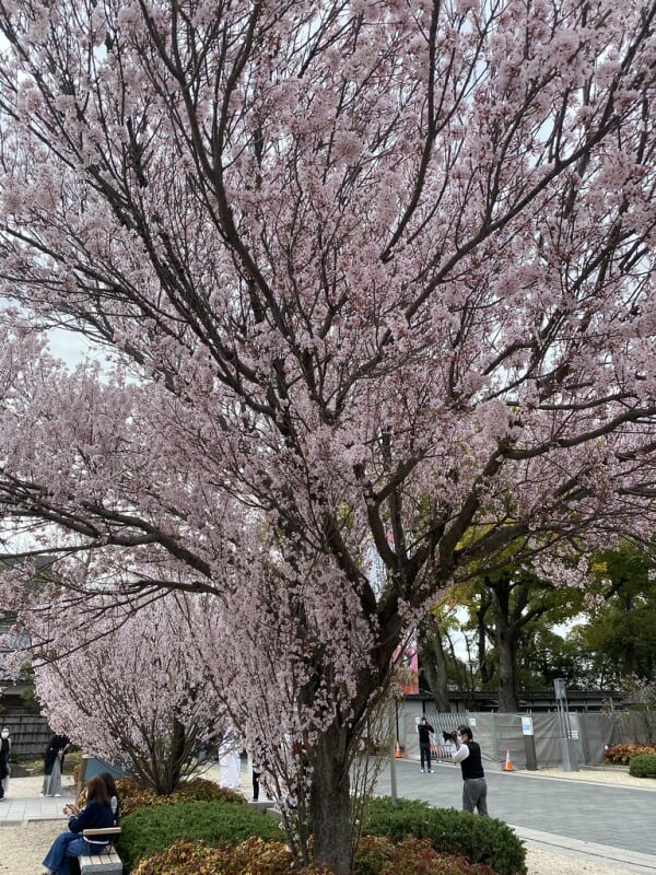 徳川園の写真 ©Kanesue(CC BY 2.0)