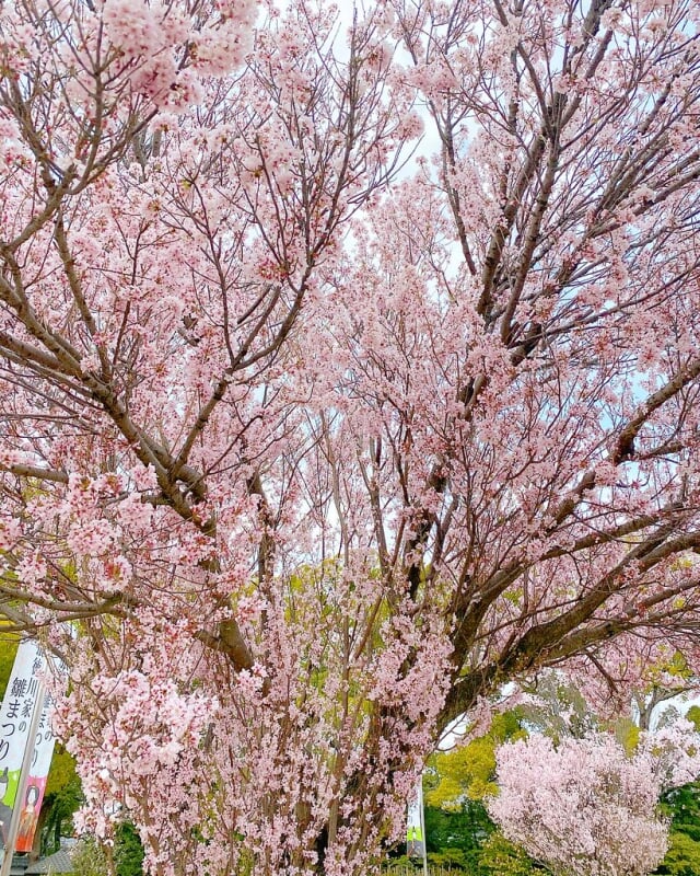 徳川園の写真 ©Kanesue(CC BY 2.0)