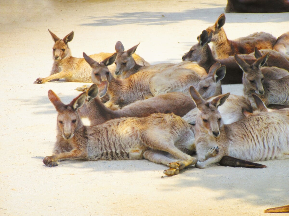 ひびき動物ワールドの写真 