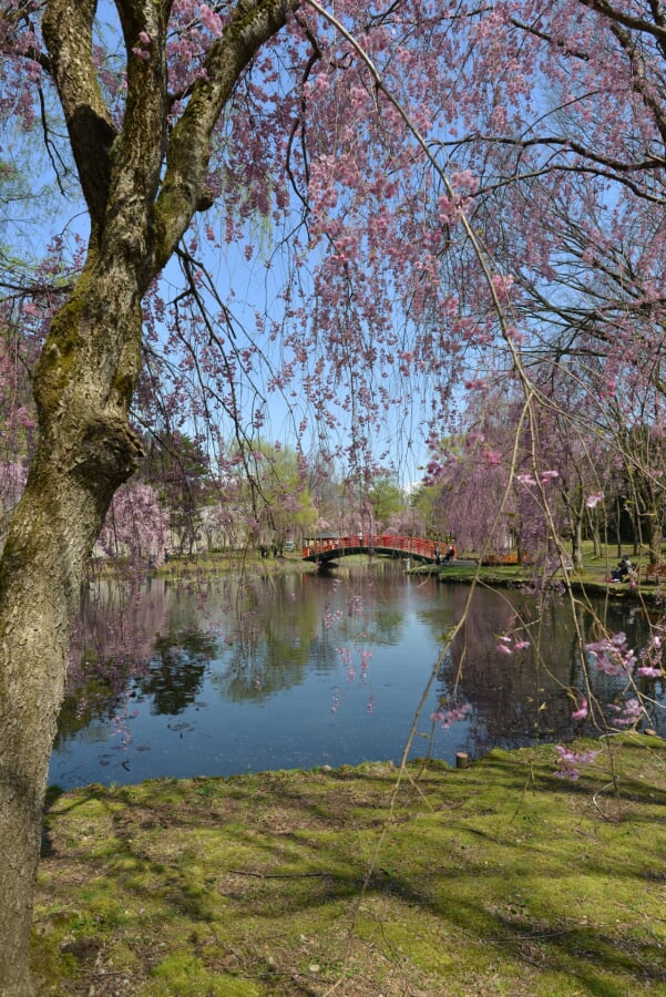 湯沢中央公園の写真 