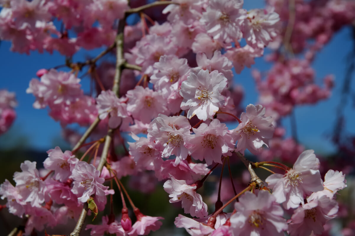 湯沢中央公園の写真 ©Kropsoq(CC BY-SA 3.0)