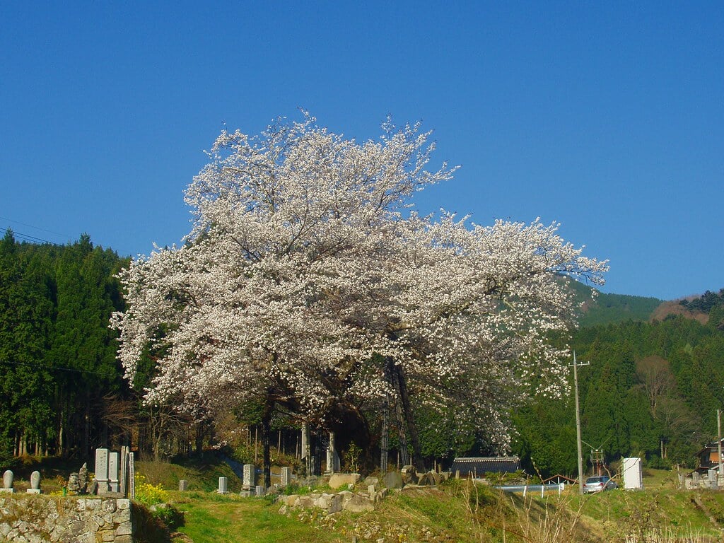 尾所の桜の写真 ©津山市立図書館 Public Library of Tsuyama(CC BY 2.0)