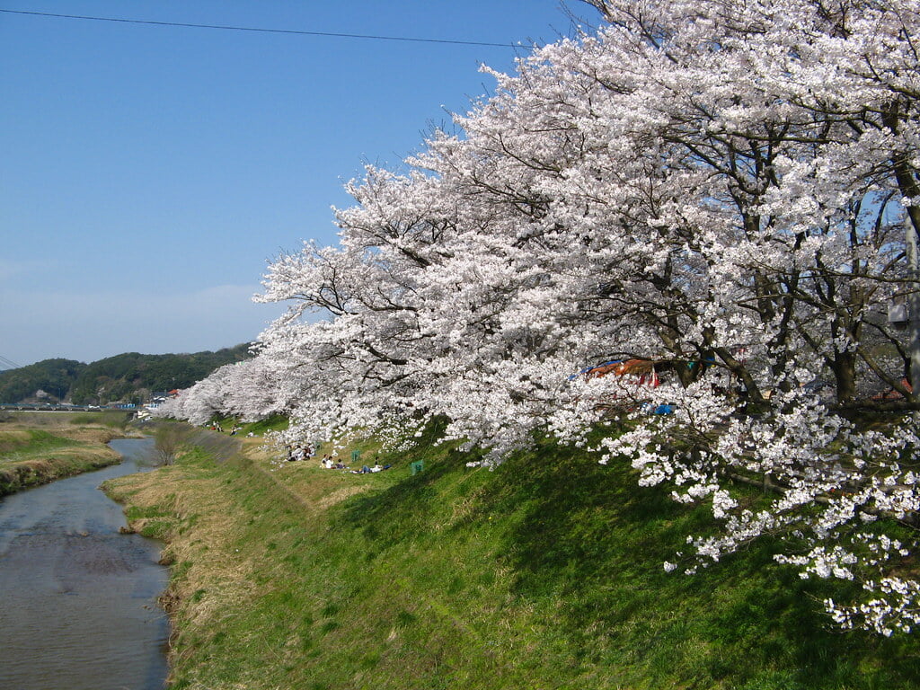 斐伊川堤防桜並木の写真 ©kagawa_ymg(CC BY 2.0)