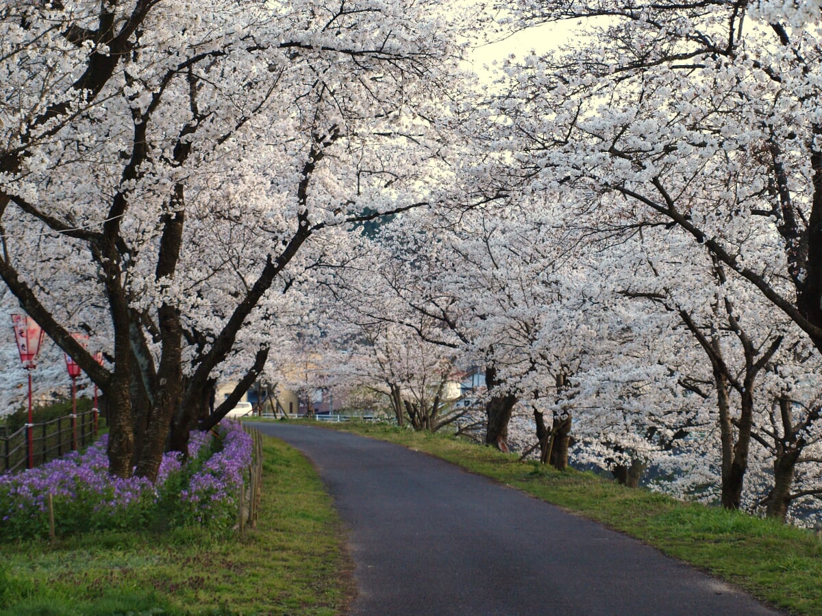 斐伊川堤防桜並木の写真 ©（Boowytakuya）(CC BY-SA 3.0)