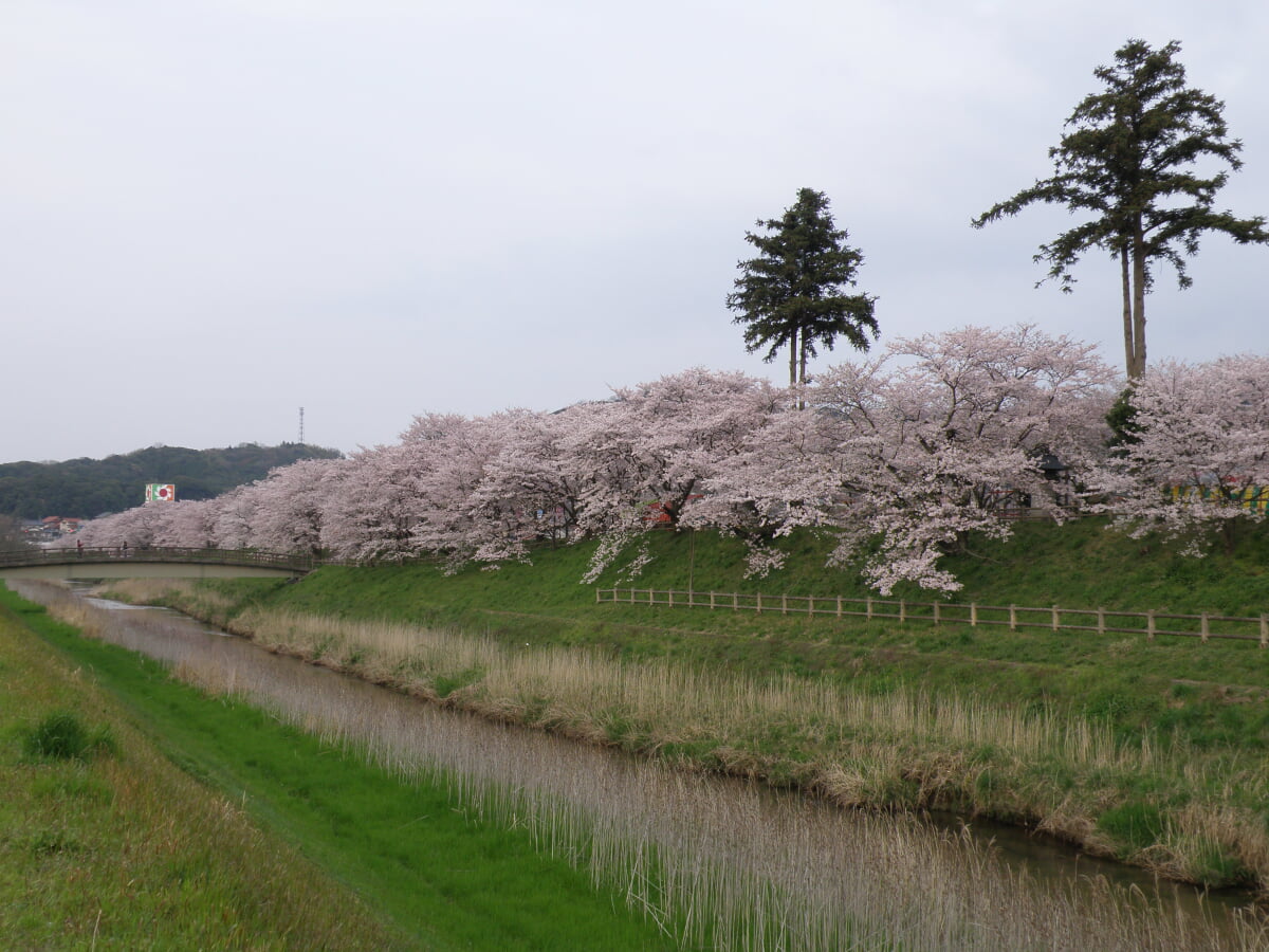 斐伊川堤防桜並木の写真 ©（Boowytakuya）(CC BY-SA 3.0)