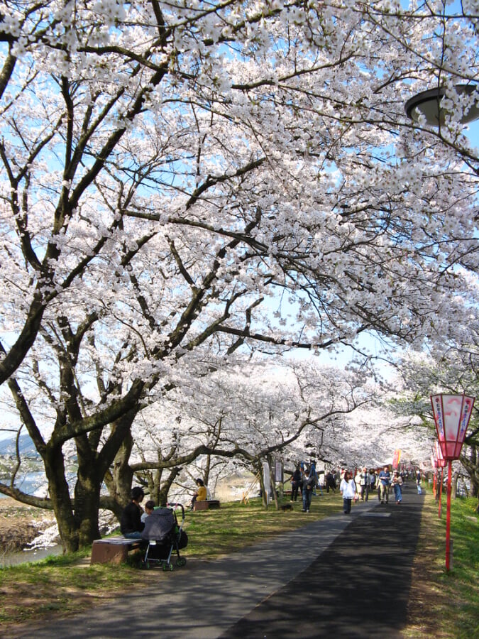 斐伊川堤防桜並木の写真 ©kagawa_ymg(CC BY 2.0)