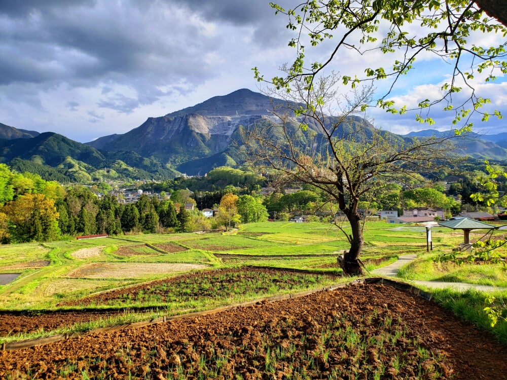 寺坂棚田の写真 