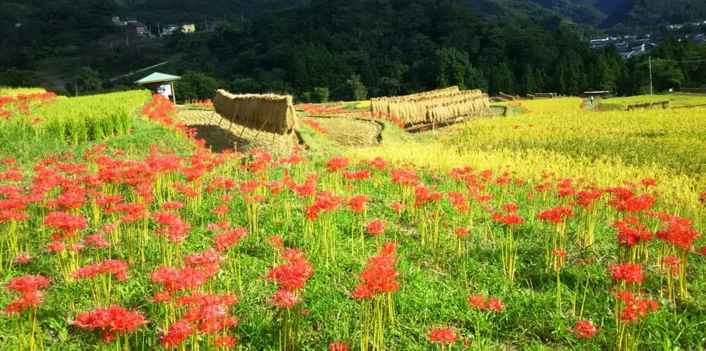 寺坂棚田の写真 