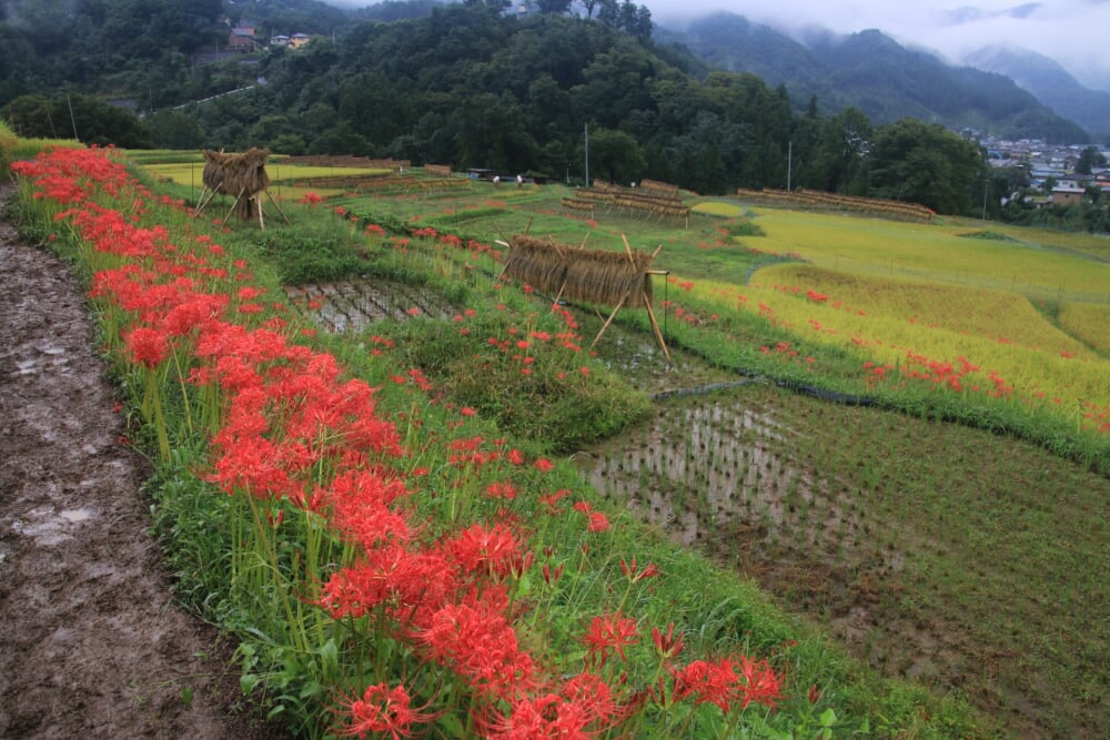 寺坂棚田の写真 