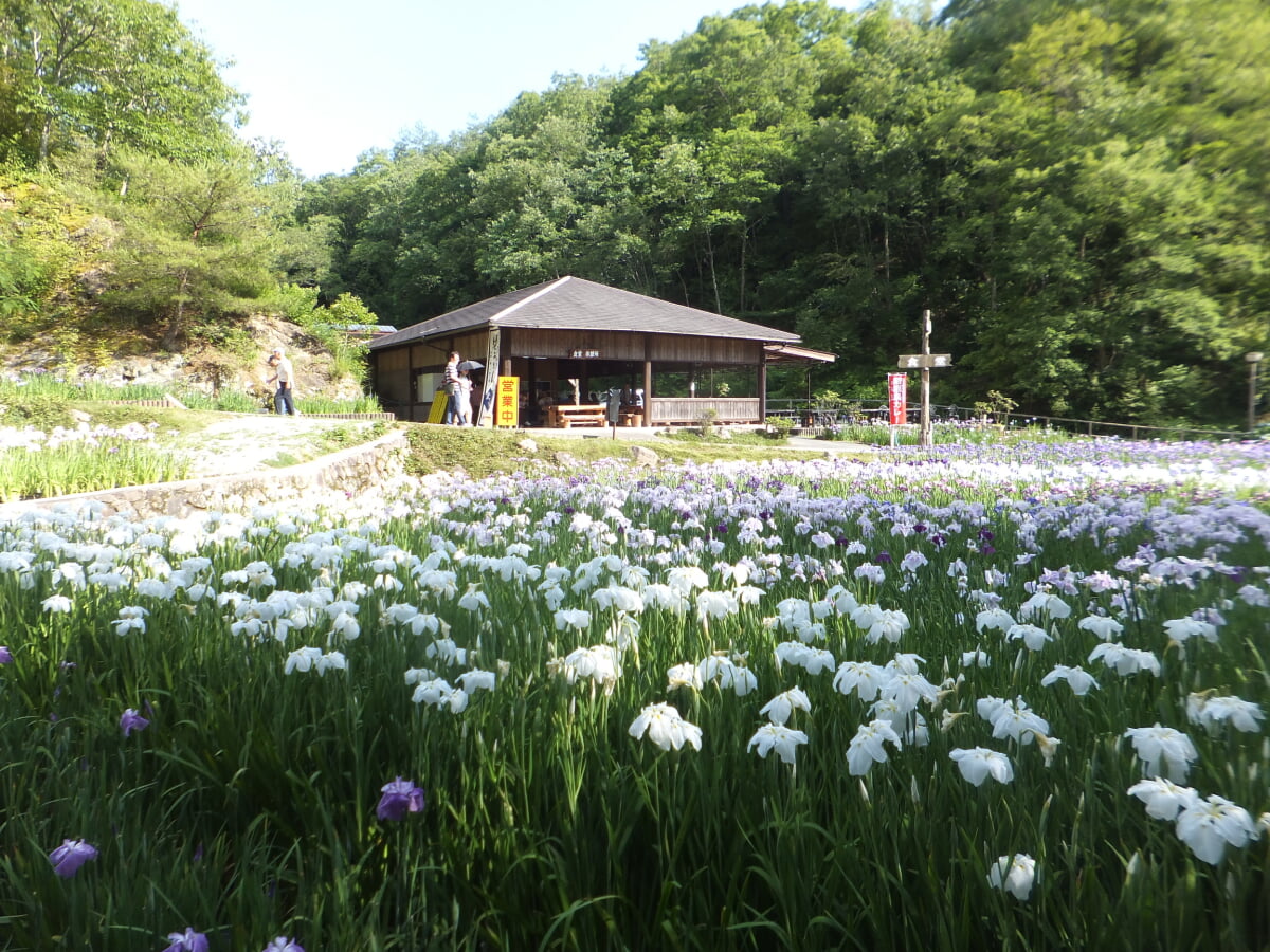 播州山崎花菖蒲園の写真 ©Mti(CC BY-SA 3.0)