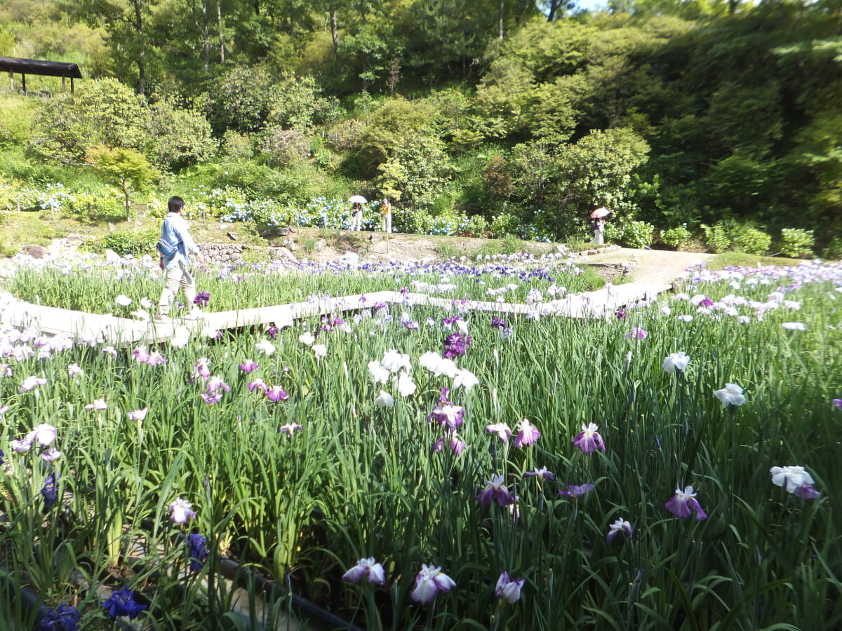 播州山崎花菖蒲園の写真 ©Mti(CC BY-SA 3.0)