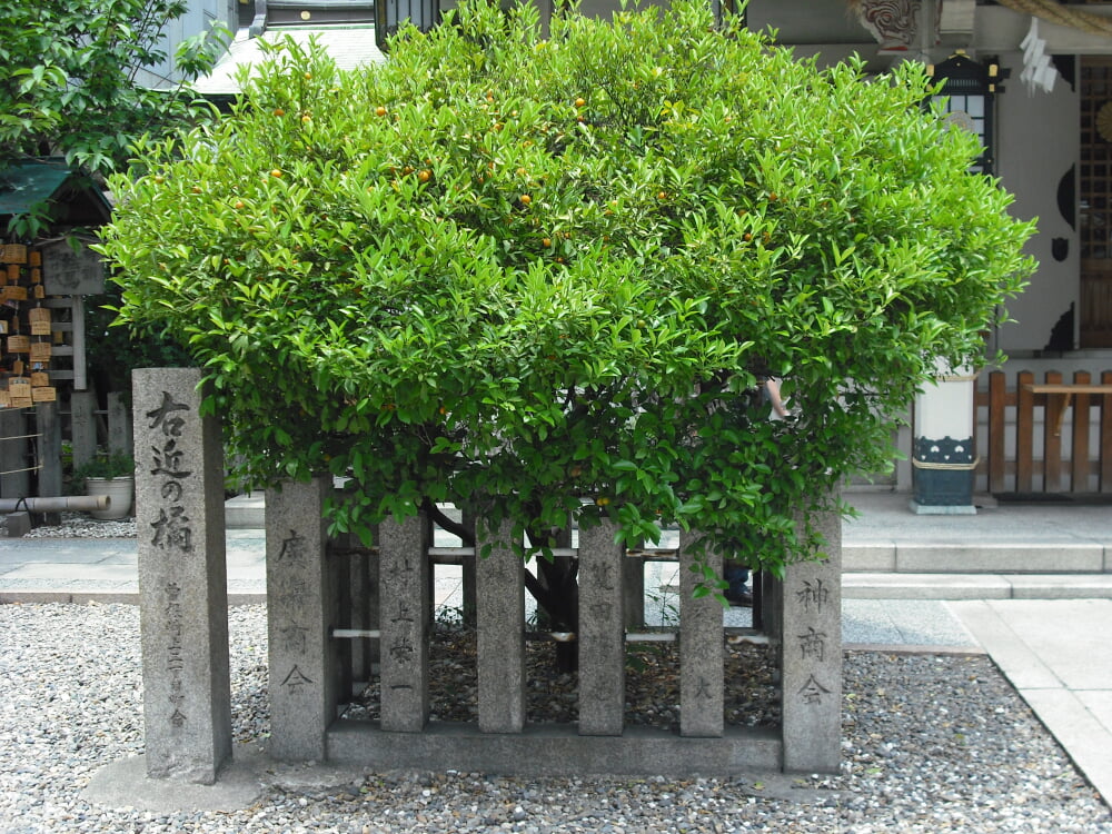 露天神社の写真 ©スケロク(CC BY-SA 3.0)