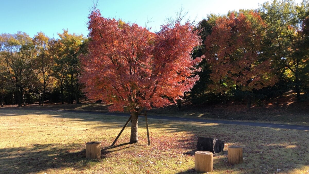 鹿児島県 上野原縄文の森の写真 