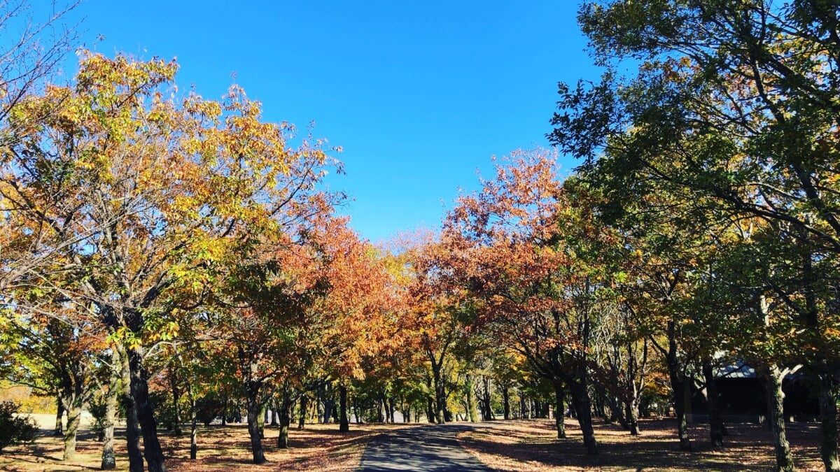 鹿児島県 上野原縄文の森の写真 