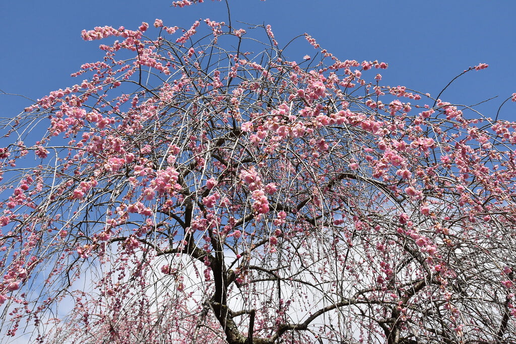 梅の里公園の写真 ©津山市立図書館 Public Library of Tsuyama(CC BY 2.0)