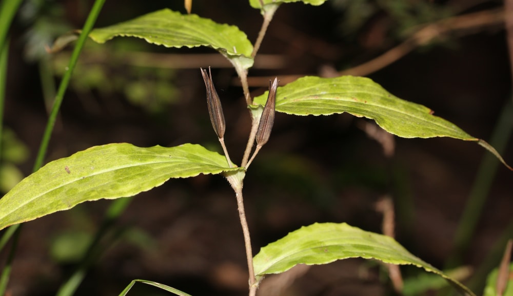 納古山の写真 ©Alpsdake(CC BY-SA 4.0)