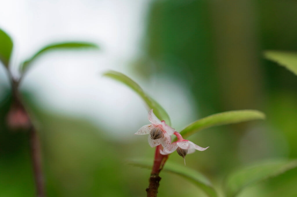 丈山苑の写真 ©BONGURI(CC BY-ND 2.0)