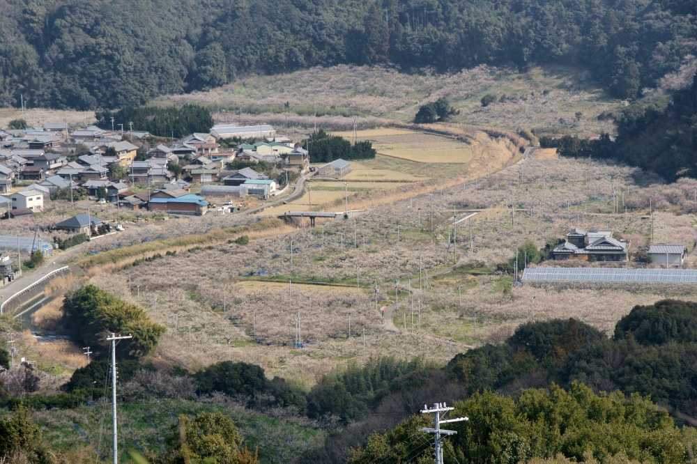 南部梅林の写真 ©663highland(CC-BY-SA-3.0)